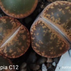 lithops aucampiae C12