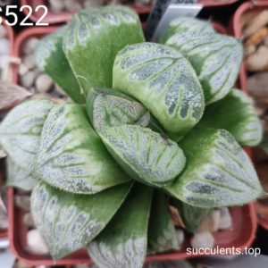 насіння S522 haworthia magn. spl. selection seeds