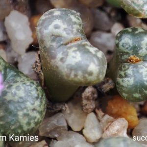 насіння conophytum pellucidum Kamies seeds