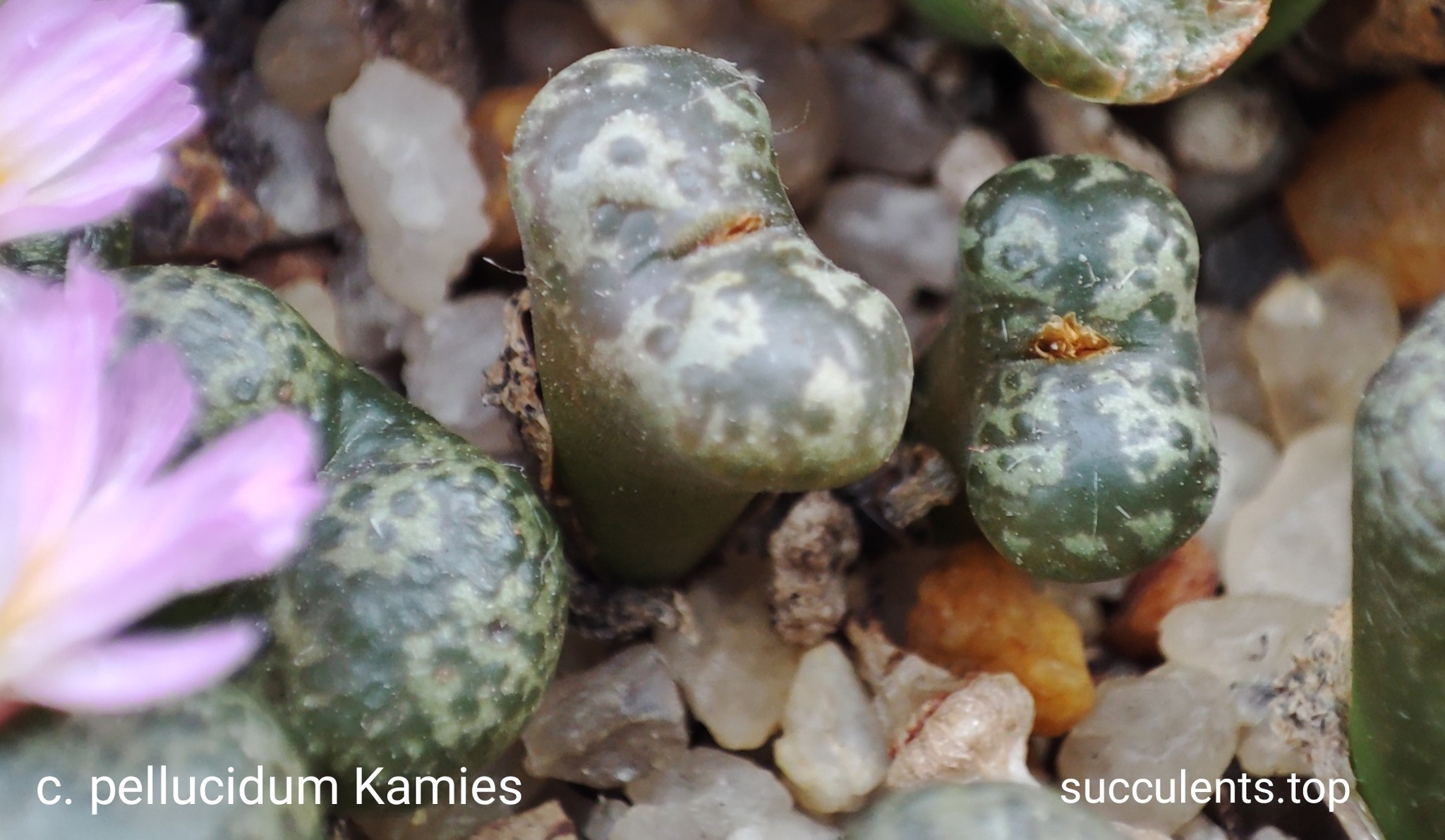 насіння conophytum pellucidum Kamies seeds