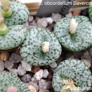 насіння  conophytum obcordellum Davercop road seeds
