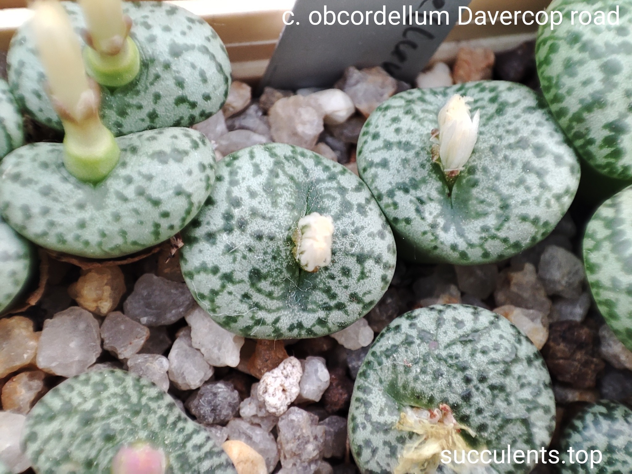 насіння  conophytum obcordellum Davercop road seeds