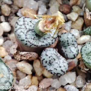 насіння conophytum obcordellum Steynri SH seeds