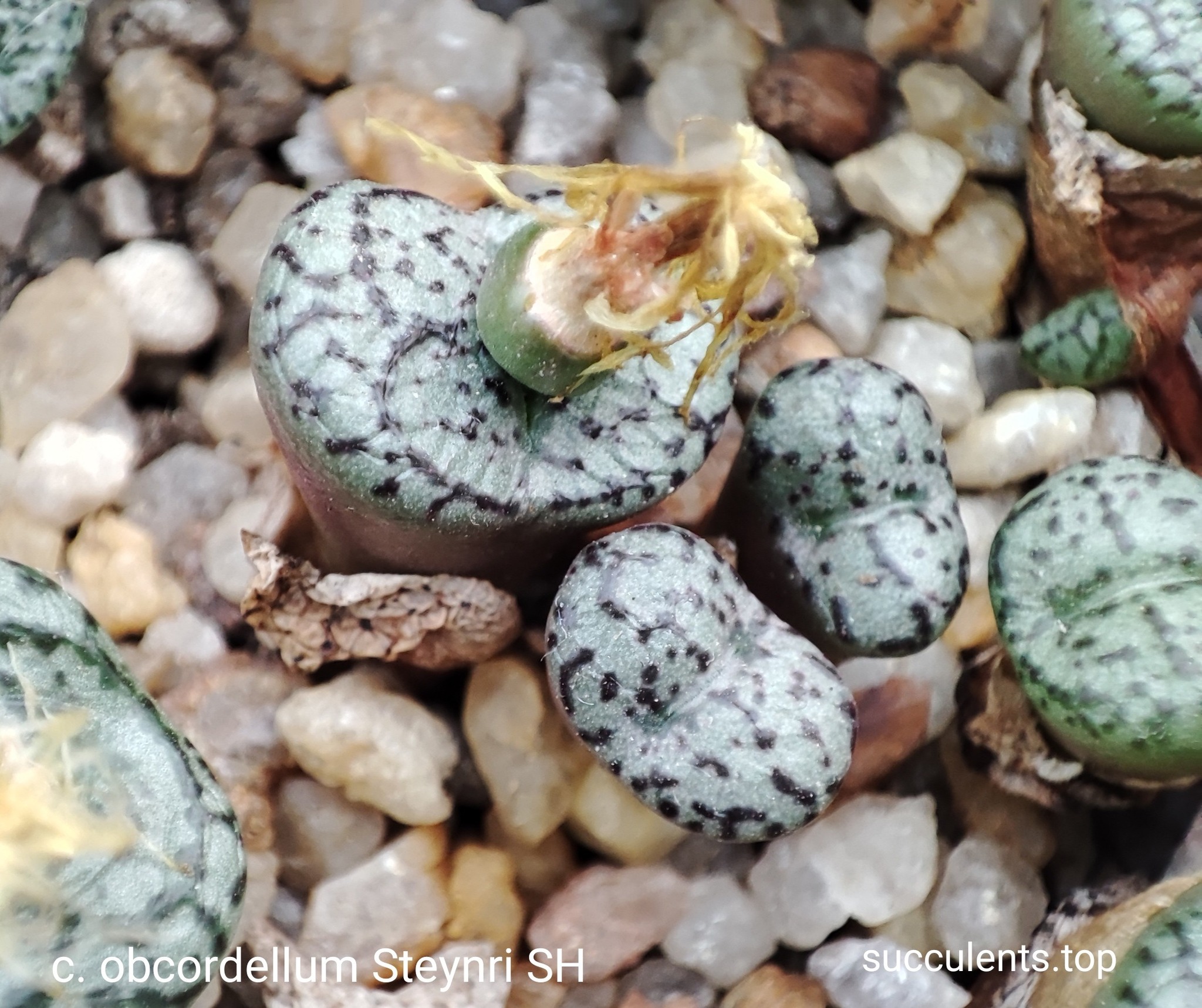 насіння conophytum obcordellum Steynri SH seeds