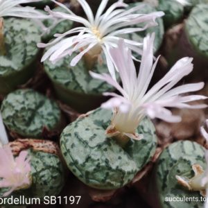 насіння conophytum obcordellum SB1197 seeds
