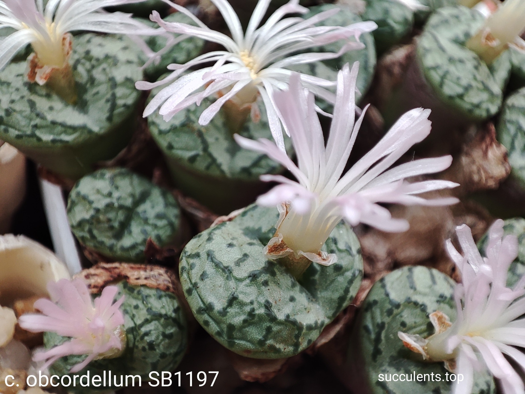 насіння conophytum obcordellum SB1197 seeds