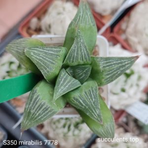 насіння S350 haworthia  mirabilis 7778 seeds