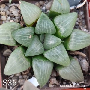 насіння haworthia S36 selection seeds