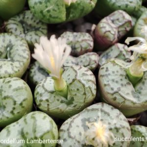 насіння conophytum obcordellum Lambertense seeds