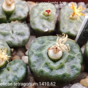 насіння conophytum angelicae tetragonum MG1410.16 seeds