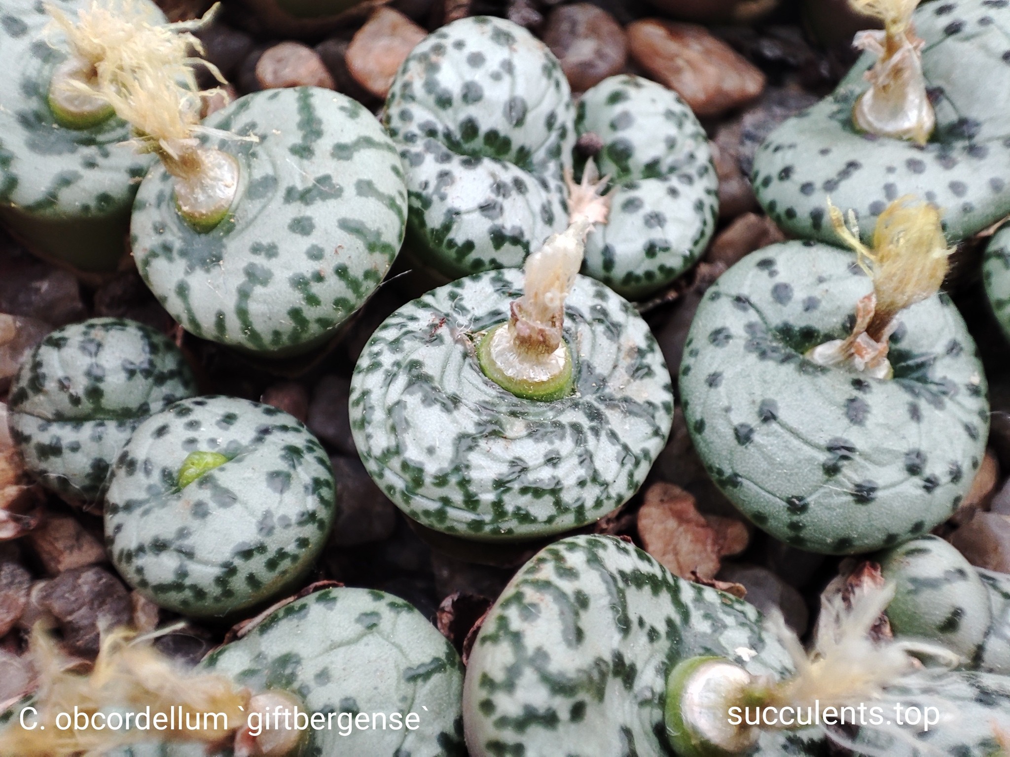 насіння conophytum obcordellum Giftbergense seeds