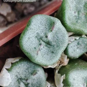 насіння conophytum cubicum seeds