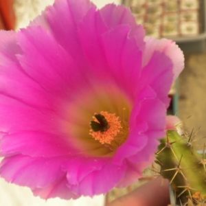 Echinocereus blankii x penthalopus -seeds-насіння- 10шт-