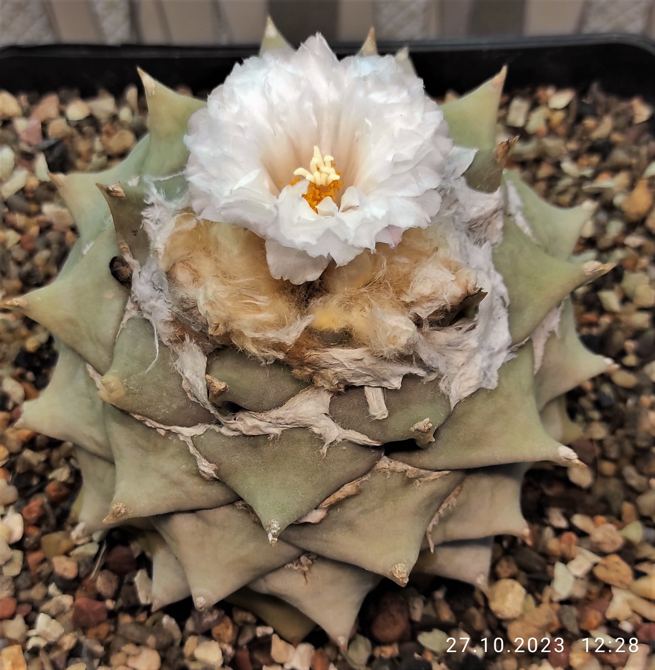 Ariocarpus-retusus.-Galeana.-Nuevo-Leon