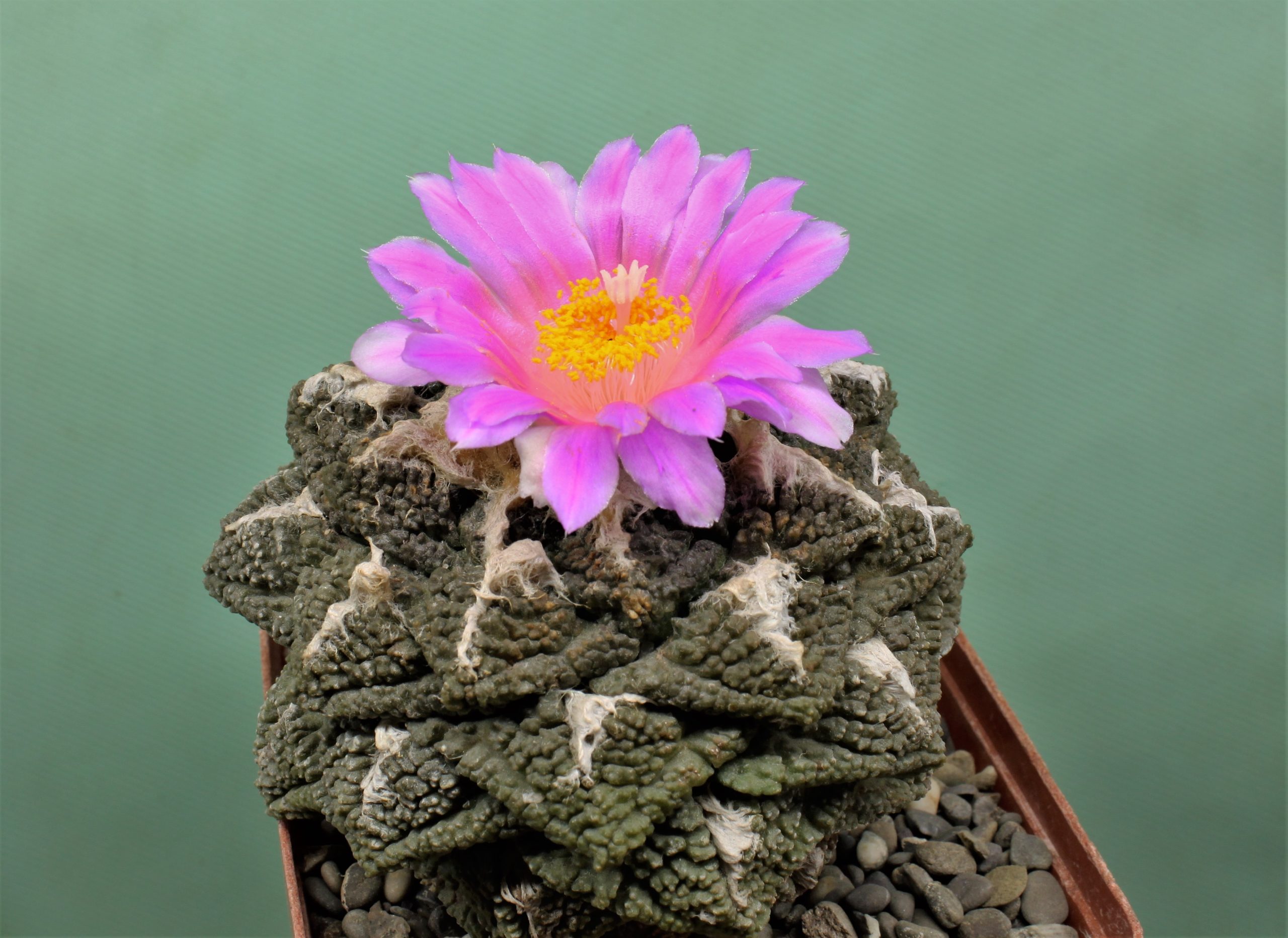 Ariocarpus-fissuratus. Семена
