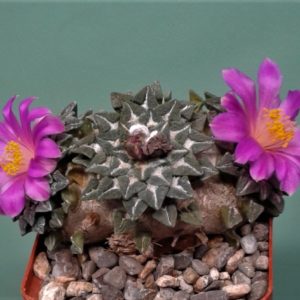 Ariocarpus-kotschoubeuanus-LH459. Семена