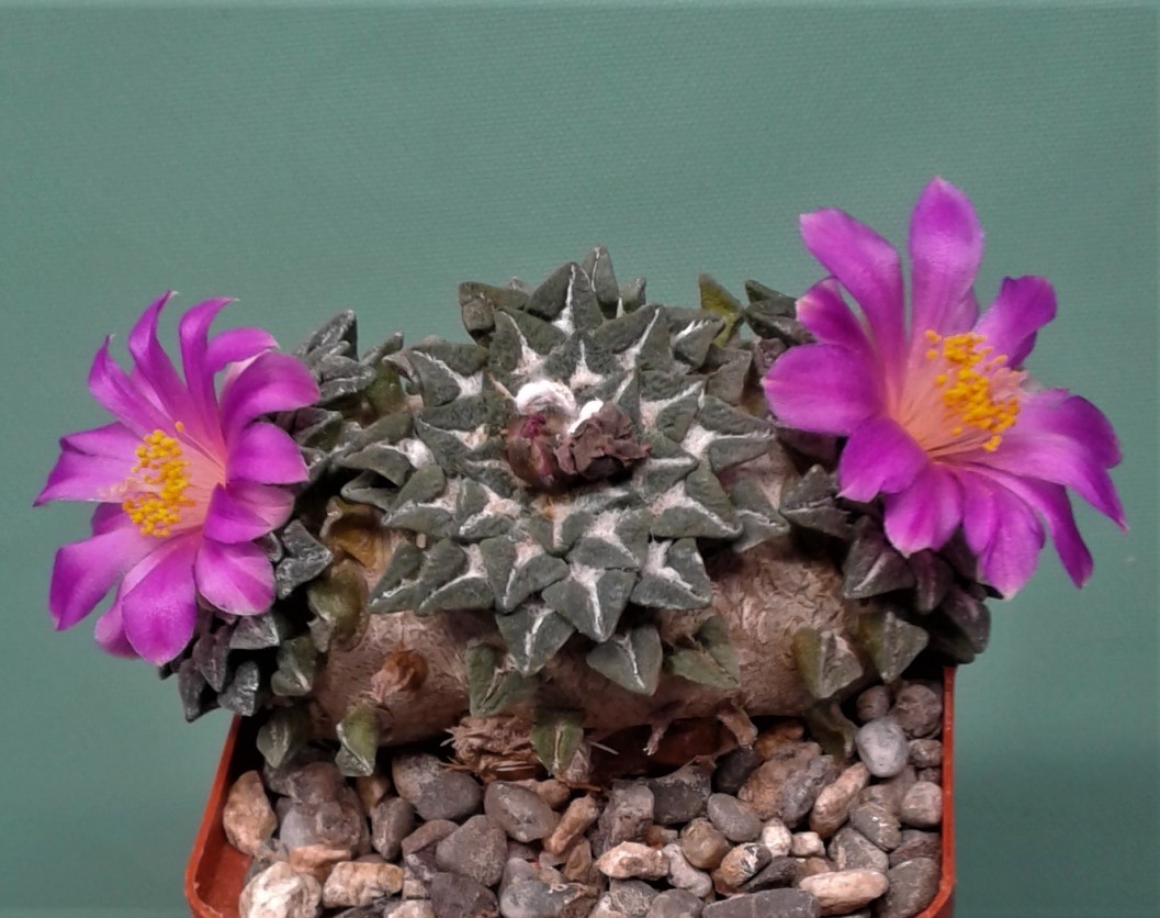 Ariocarpus-kotschoubeuanus-LH459. Семена