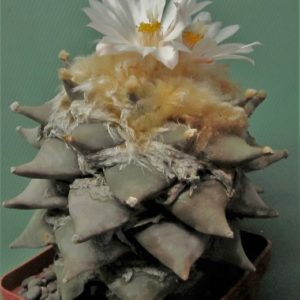 Ariocarpus-retusus-f.-jarmilae. Семена.