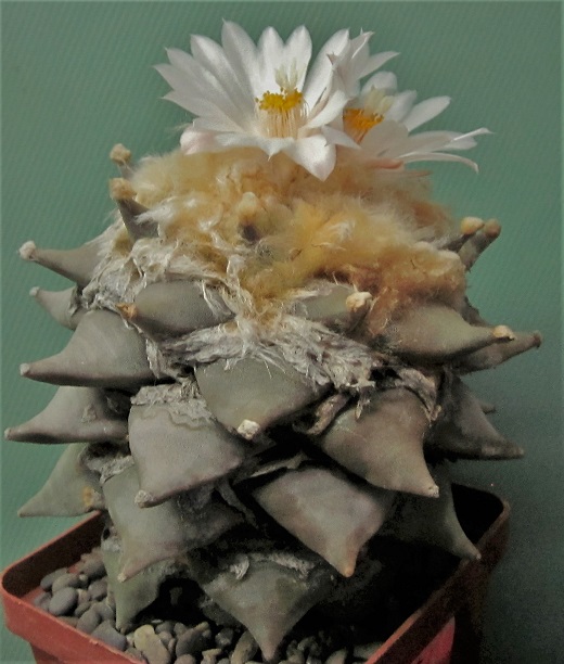 Ariocarpus-retusus-f.-jarmilae. Семена.