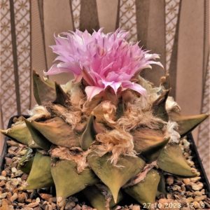 Ariocarpus-retusus-gybrid-Japan. Семена.