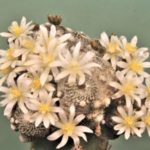 Blossfeldia-subterranea. Семена