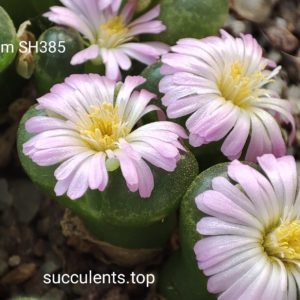 насіння conophytum limpidum SH385 Achabseber (1453.81) seeds