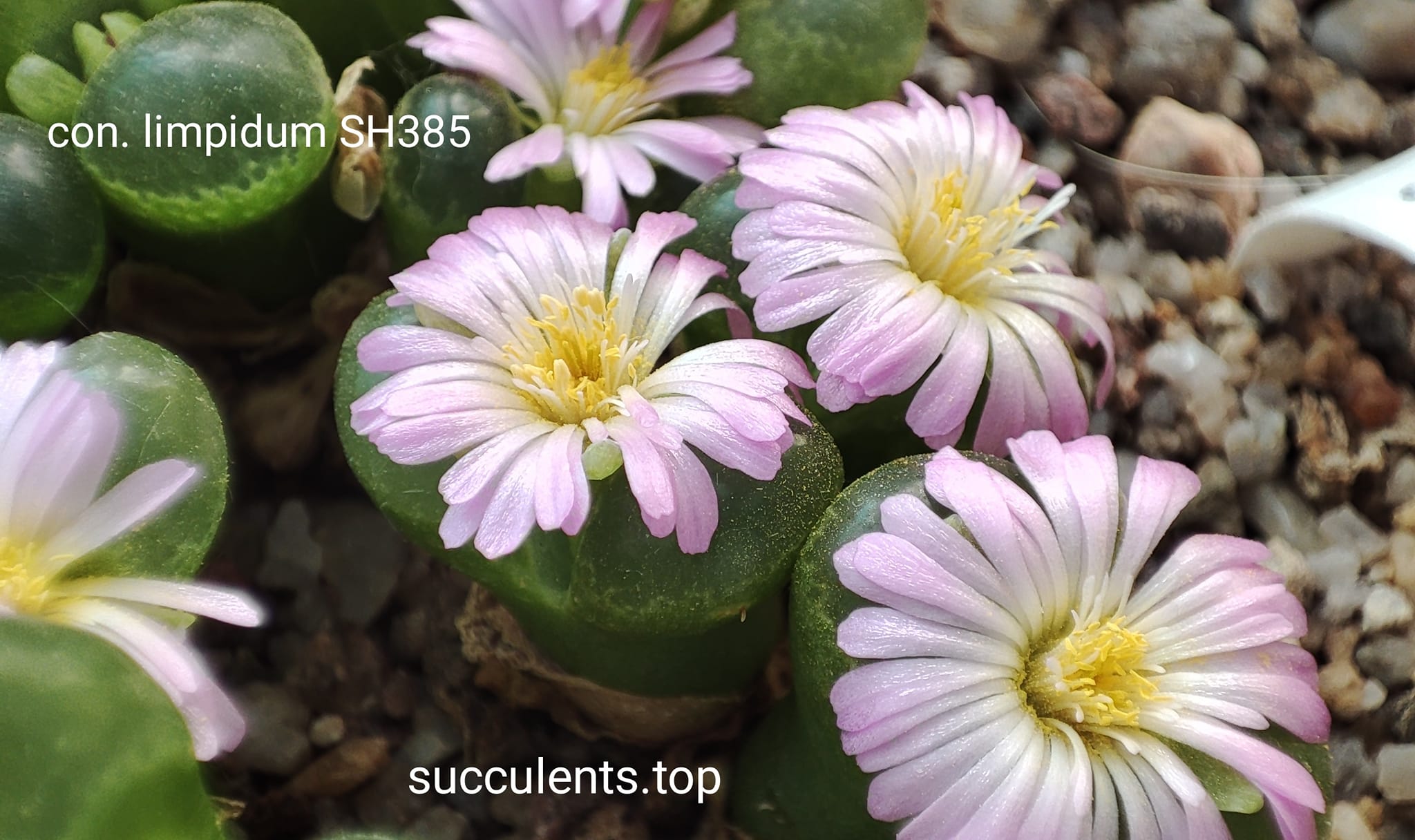 насіння conophytum limpidum SH385 Achabseber (1453.81) seeds