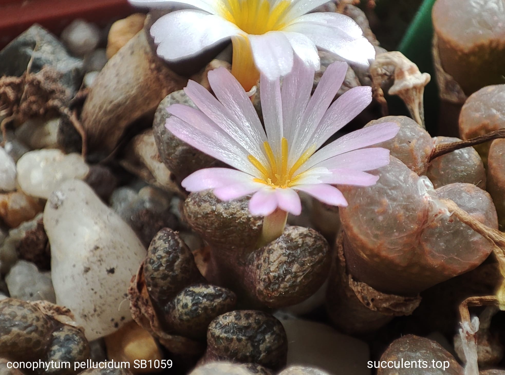 насіння conophytum pellucidum sb1059 seeds