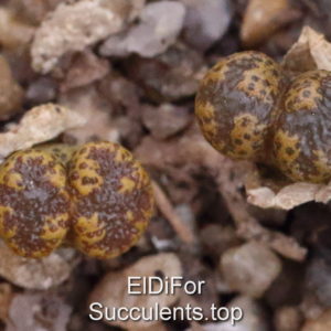 насіння Conophytum pellucidum SH690, N of Rotnaarskoker (1443.911) seeds