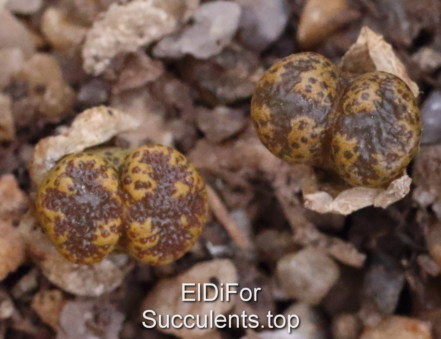 насіння Conophytum pellucidum SH690, N of Rotnaarskoker (1443.911) seeds