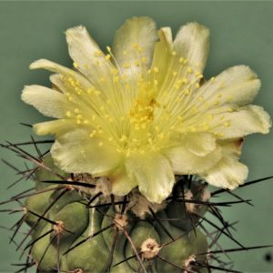 Copiapoa-grandiflora