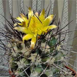 Copiapoa-taltalensis. Семена