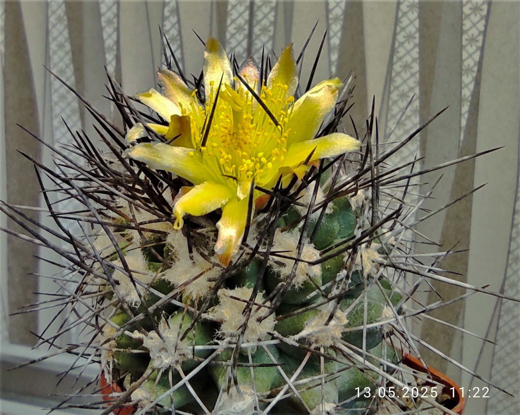 Copiapoa-taltalensis. Семена