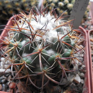 Coryphantha pallida SB 568 - MG -