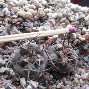 Pyrrhocactus villicumensis LF 139 - Bercht -