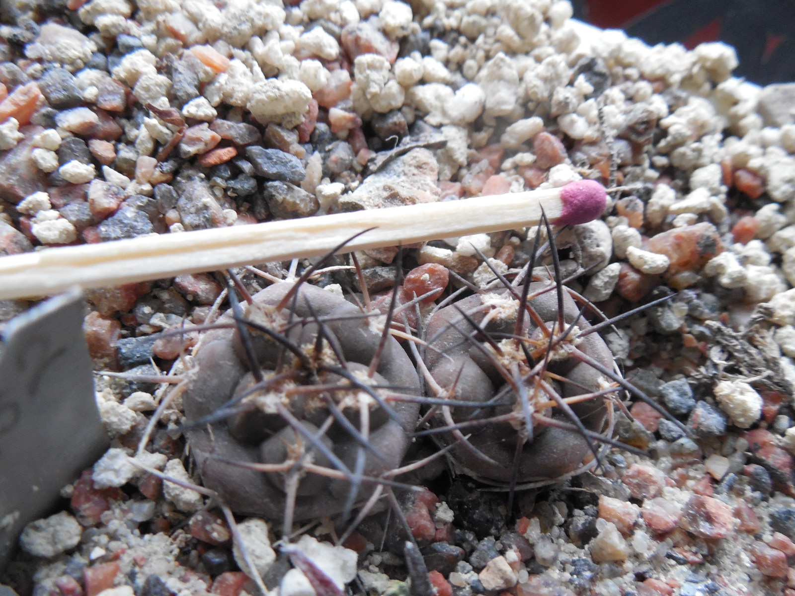 Pyrrhocactus villicumensis LF 139 - Bercht -