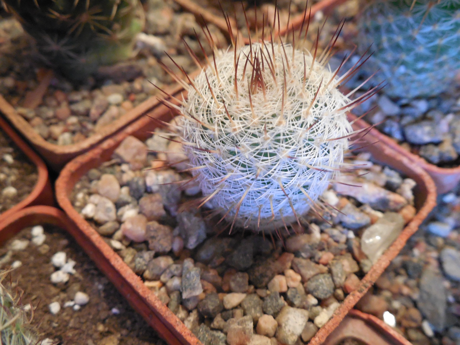 Mammillaria spec. P 476  - El Ojite, Oax.