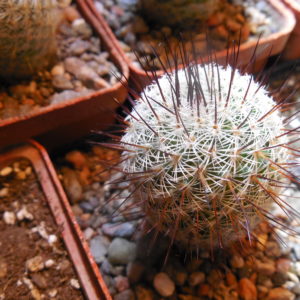 Mammillaria spec. P 476  - El Ojite, Oax.