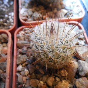 Mammillaria spec. P 476  - El Ojite, Oax.