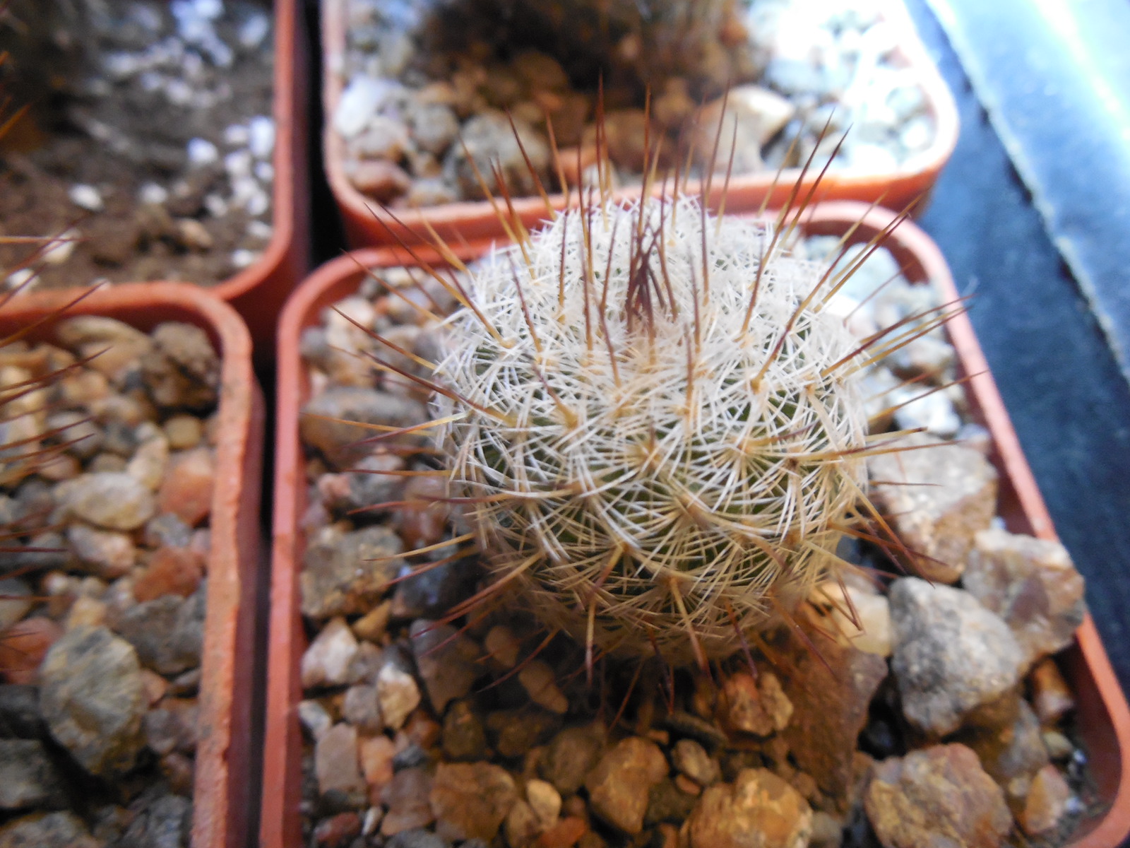 Mammillaria spec. P 476  - El Ojite, Oax.