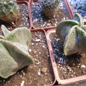 Astrophytum myriostigma - v. strongilogonum MK 83. 251 - Tula