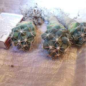 Coryphantha gurkeana L1162