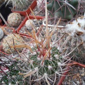 Echinofossulocactus  lloydii -  відбір -