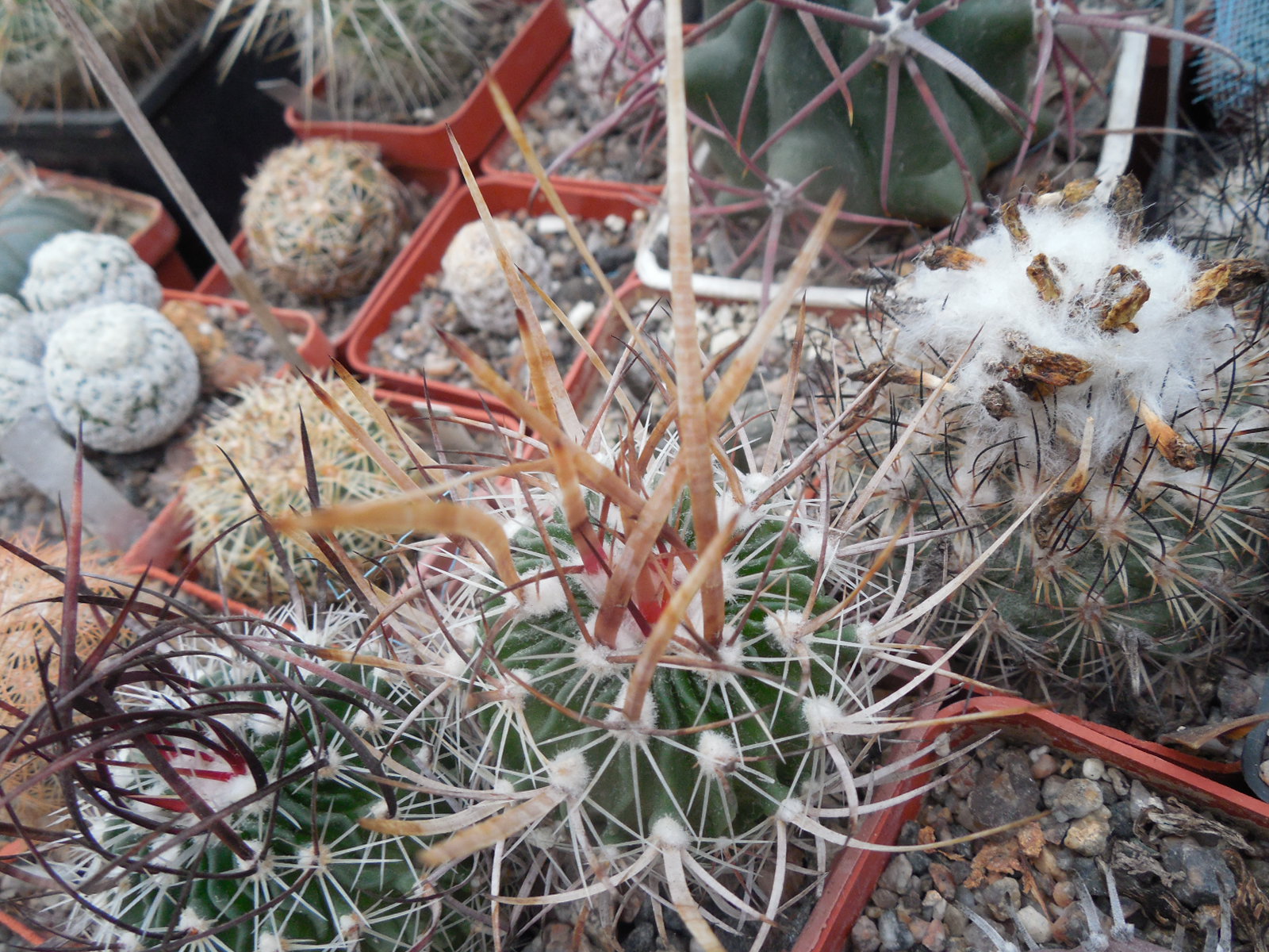Echinofossulocactus  lloydii -  відбір -