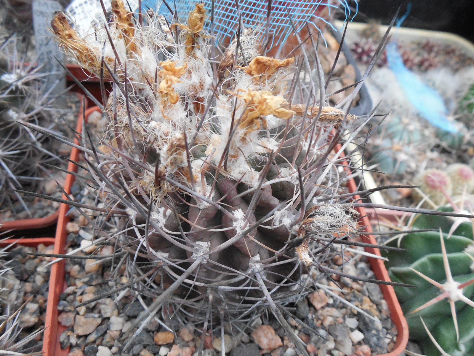 Neoporteria curvispina - v. transistensis WK 926 - Piltz -