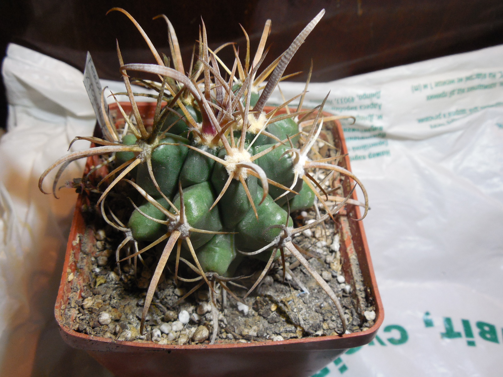 Ferobergia (ferocactus x leuchtenbergia) - not grafted -