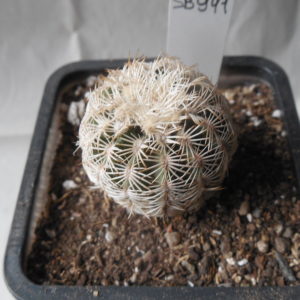 Echinocereus reichenbachii SB 941 - Kerr Co. Tx. - 2 cm. tall  - MG - (to - 23*C)