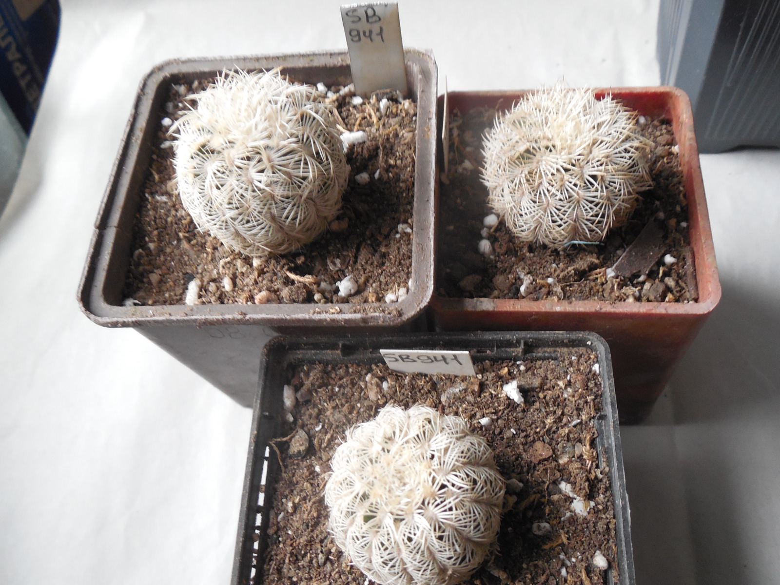 Echinocereus reichenbachii SB 941 - Kerr Co. Tx. - 2 cm. tall - MG - (to - 23*C)