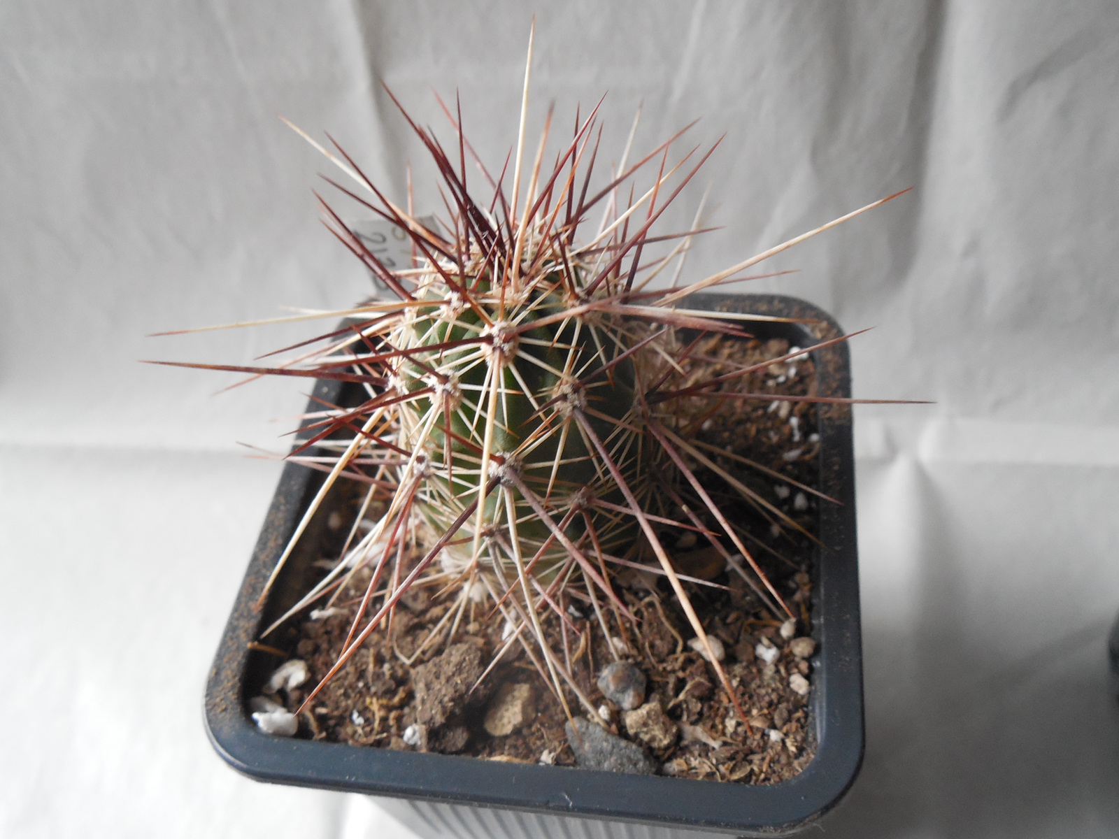 Echinocereus engelmanii - v.chrysocentrus - Indian Springs, NV. super spines - MG -