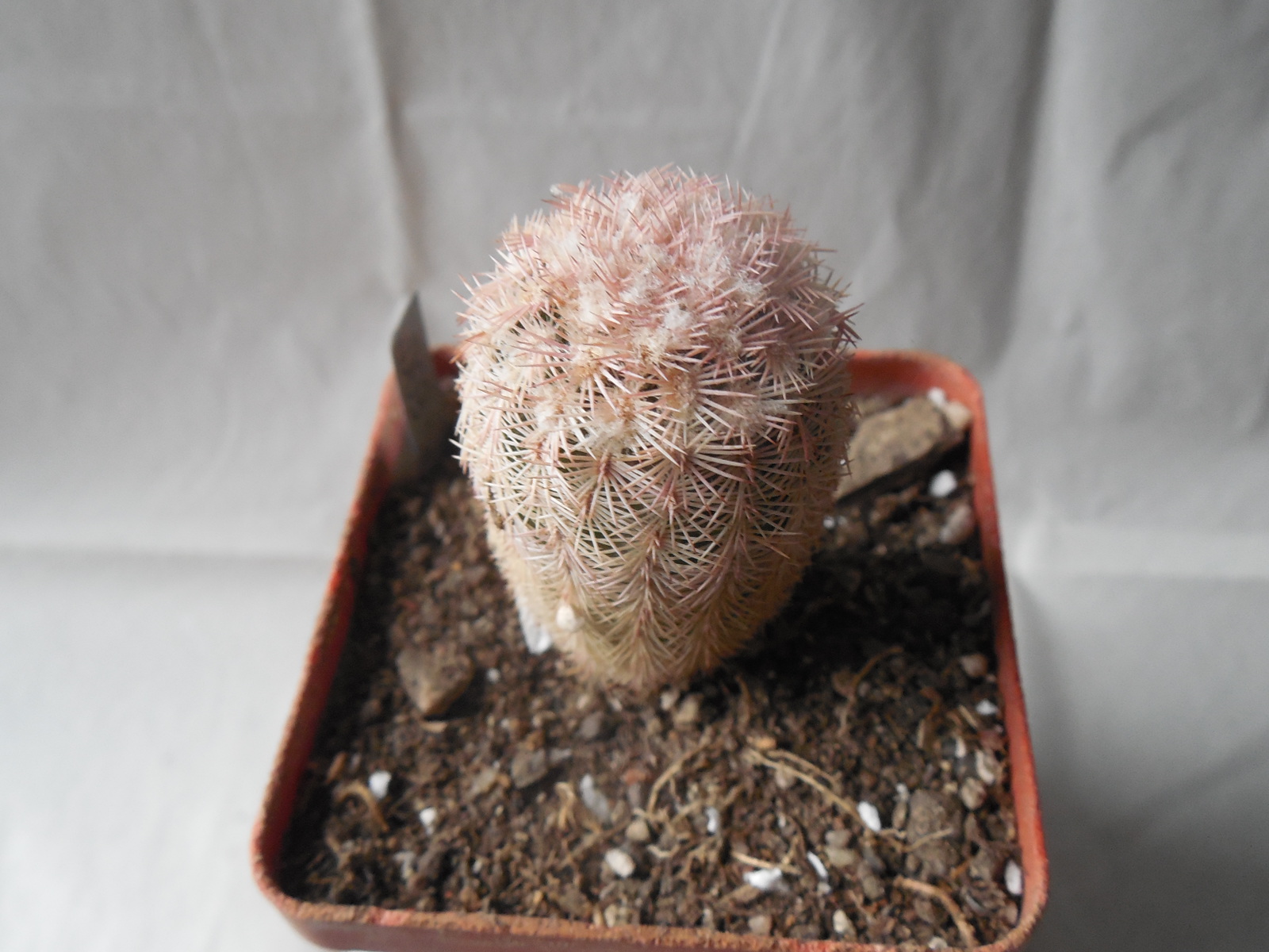 Echinocereus pectinatus - Ascension, NL.- bright pink spines - MG -